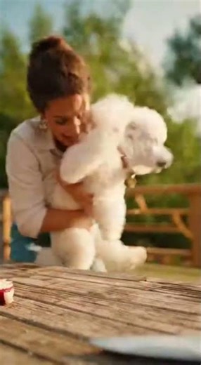 Realistic Poodle Cake Gone Wrong! 😂 #IsItCake #DogMemes #PoodleLife #FunnyDogs #BakingFail #funny