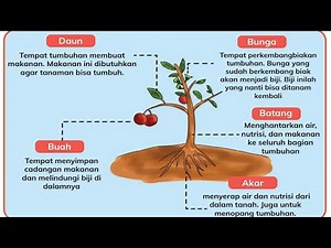 Bagian Tubuh Tumbuhan dan Fungsinya