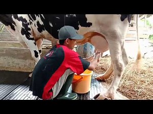 #1. Peternakan sapi perah | Aktivitas harian di peternakan sapi perah | Sowi Farmer