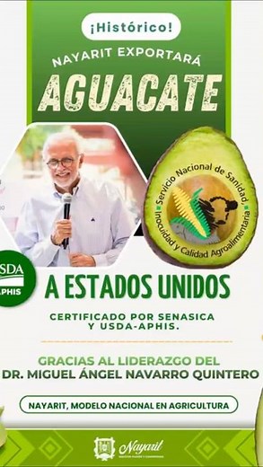 "HISTORIC: Nayarit avocado certified for export to the USA 🥑 #NayaritFarms"