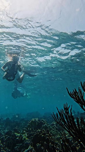Diving into adventure with Arubabob! 🤿🐠🌊 Exploring the stunning underwater world, surrounded by vibrant coral reefs and colorful fish. Every moment is a treasure in this underwater paradise! 🌅✨ #Snorkeling #Arubabob #UnderwaterAdventure | Aruba Bob Snorkel & Scuba