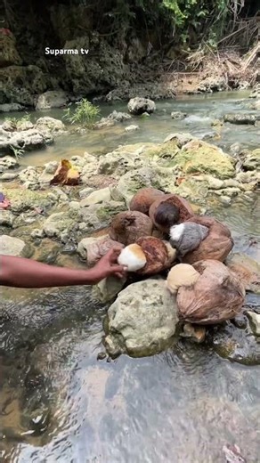 cute animals in coconut shells #trending #shortsviral