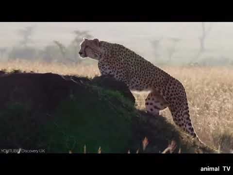 野生動物 猛獣対決