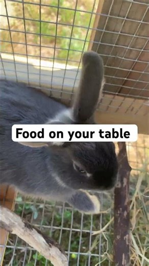 #funny #bunny #cute #sonic #rabbit #animals #pets