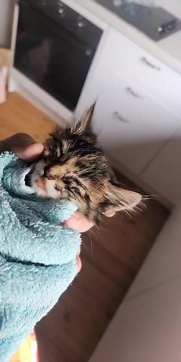 3.2K views · 75 reactions | This is the little kitten i posted a...