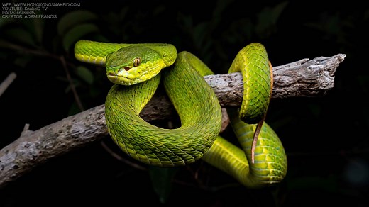 Bamboo Viper - Trimeresurus albolabris — HongKongSnakeID.com