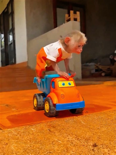 Monkey's Adorable Bedtime Routine