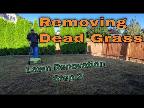 Removing Dead Grass…What Seed Am I Using? - Lawn Renovation Step 2