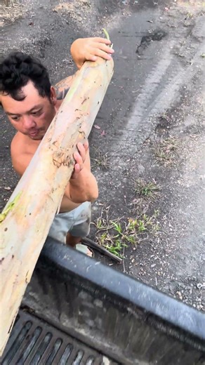 CARI KAYU UNTUK UNGGUN API // pedalaman borneo #youtubeshorts #viralvideo #kayu #shorts #fyp