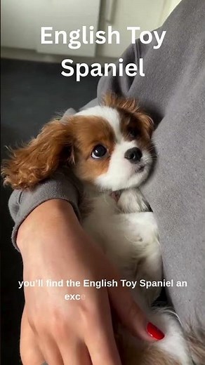 English Toy Spaniel: The Regal Companion Among Small Dog Breeds #dogshorts
