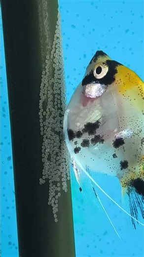 Our Angel Fishes Breeding, female laying eggs and male fertilising them! #merrychristmas #hobby