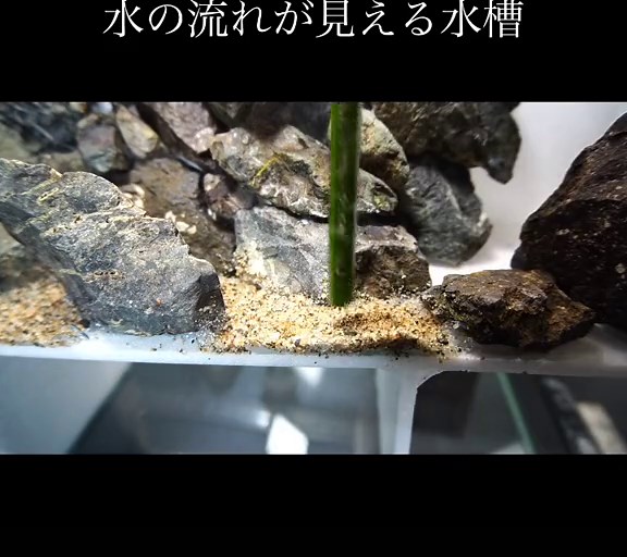 川の断面が見える水槽をメンテナンスしやすく作り直しました。#アクアリウム #アクアリウム系youtubeチャンネル #aquarium #おすすめ