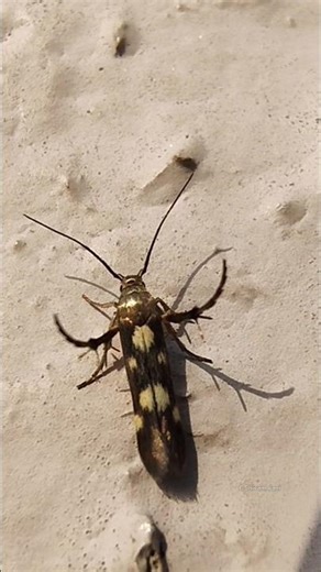 Cool Diurnal Flower Moth