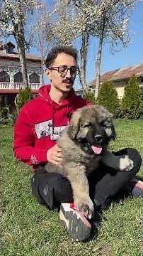 Things you should know before getting a Caucasian Shepherd Dog 🐻