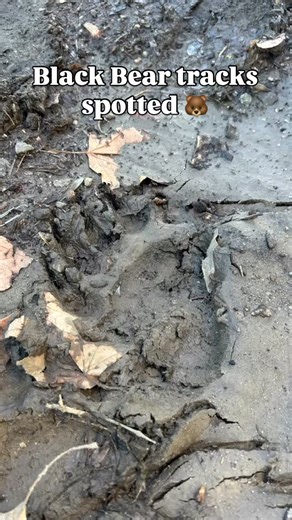 Spotted some Black Bear paw prints! 🐻 Did you know, Black Bears are plantigrade (heel-to-toe walkers), which is why their paw prints leave such clear impressions 🐾! Also, they have five toes and walk flat-footed, which is why their paw prints can look kind of like tiny human footprints 👣🐻 | Lake Piru