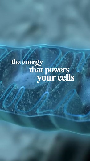 ATP, or Adenosine Triphosphate, is often referred to as the body’s energy currency. It’s the molecule responsible for storing and transferring energy in cells, powering everything from muscle contractions to brain activity. As discussed in this video, Shilajit plays a significant role in enhancing ATP production, making it a natural way to boost energy at a cellular level. Shilajit contains compounds like fulvic acid, which helps improve the efficiency of mitochondria, the powerhouse of cells re