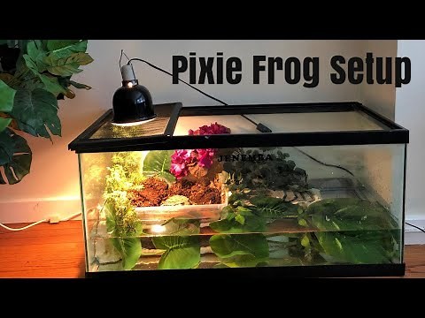 Pixie Frog Enclosure Setup