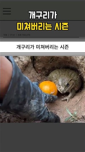 개구리가 미쳐버리는 시즌