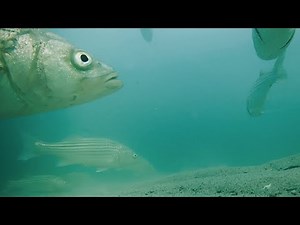 Crystal Clear Underwater & Drone Footage of Striped Bass Feeding in the Rips off Cape Cod, MA