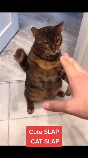 Adorable Cat Slap Compilation