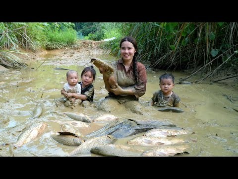 How to harvest giant fish from mud puddles for sale - Grilling fish for the kids to eat