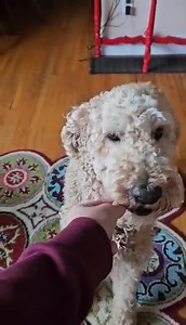 Leni is available for adoption. Leni is a 4 year old Poodle who joined TAGS back in early September from an Ontario puppy mill where his days were numbered. His foster mom says he is such a gentle soul. Apply to meet Leni here: https://animalguardian.org/how-to-help/adopting-a-rescue/adoptable-pets/ | The Animal Guardian Society (TAGS)