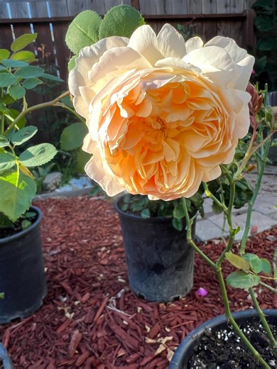 English Climbing Rose Ginger Syllabub Apricot Color Climbing Rose - Ship in 5 Inch Pot - Etsy
