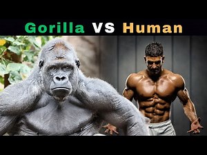 How Strong is a Gorilla Compared to a Human?