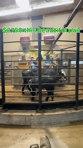 Christian Lattouf on Instagram: "This is the type of heifer anyone would dream to have … 2 yr old and have a 300 pounds calve on her side 😍💵✅"