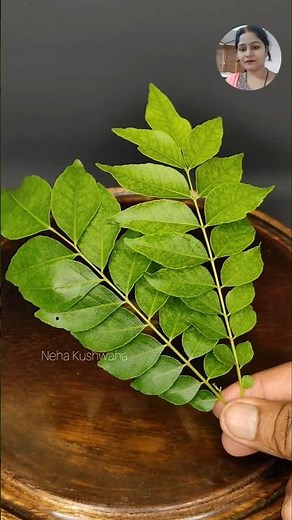 Benefit of curry leaves plants in my terrace gardenig #viral_shorts #ytshorts #shorts #health