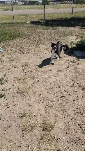 Meet Kali a Border Collie currently available for adoption! 7/12/2025 1:38:31 PM