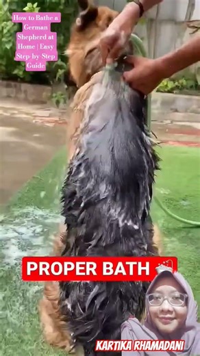 How to Bathe a German Shepherd at Home | Easy Step-by-Step Guide #germanshepherd #pets #puppy #dog