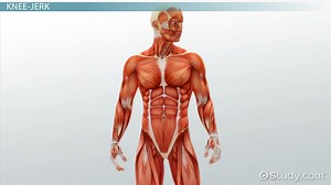 Diagnostics Related to the Muscular System - Video | Study.com