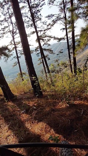 La pinera, ciudad Arce