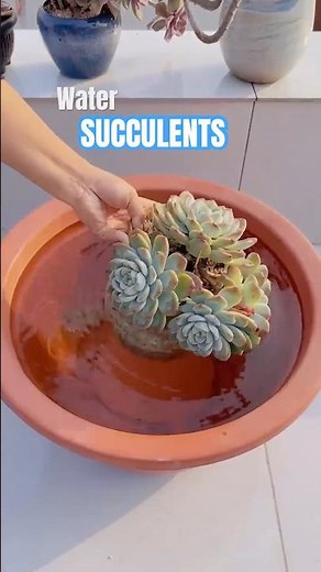 Easiest Way to Water Succulents! 💧 Avoid Rot & Keep Them Thriving
