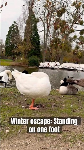 Winter escape: resting on one foot