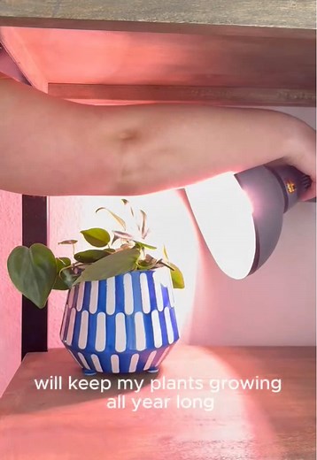 Full spectrum LED grow. Uln that supports all year growth, from seedling, growing to flowering! #fyp #growlight #plantsoftiktok #ledgrowlight