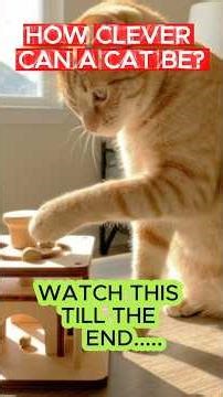 This Cat Is Smarter Than You Think #smartcats #funnycats #catvideos