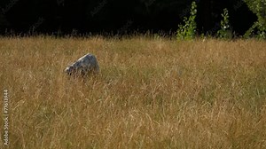 Young English Setter is playing with a ball on a field in summer