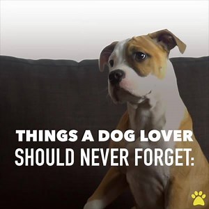 Dog lovers should never forget this. Would you add anything? | Pet Videos Daily