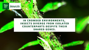 An insect hatched in a crowded environment may look and behave differently than an insect hatched in isolation - even if they have the same genes. Researchers from Hiroshima University gain insight into how density may induce modification of insect morphology, physiology, and behaviour – essentially a change in gene expression. The mechanisms behind this density-dependent phenomenon - called polyphenism – is well-documented in both aphids and locusts, but how genes regulate these traits has rema