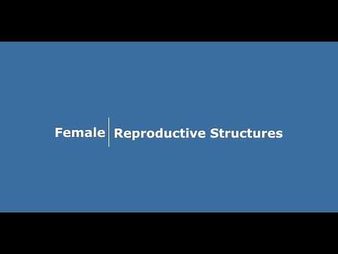 Biology 345 Lab: Female reproductive anatomy - cat and human (publisher version)