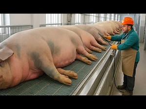Incredible: An Italian factory processes 200 pigs a day, here's how it works