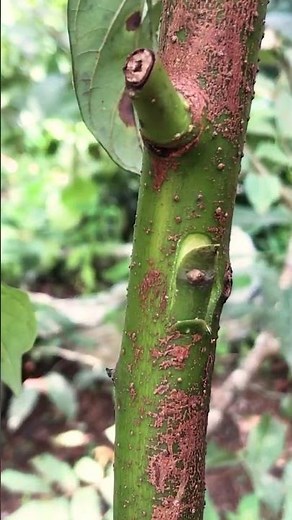 Avocado Bud Grafting Simple & Effective Avocado Tree Grafting Method EP425