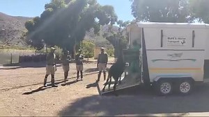 Welcome Bahati!! Our Rehabilitation Team are already in love with you singing you Happy Birthday with today being the beginning of your new life at KDS. Bahati will be kept in one of our holding camps for observation for 24 hours before being introduced to his new mega herd family 🫏🫏🫏 #bahati #donkey #freedom#donkeysanctuary #life #love | Karoo Donkey Sanctuary