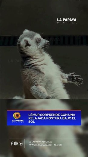 Lémur sorprende con una relajada postura bajo el sol