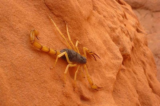 7 Scorpions in Texas To Watch Out For - Wildlife Informer