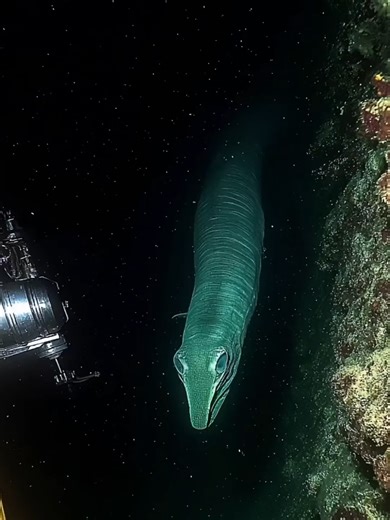 Ocean Documentary: Seas Explored #foryoupage #underwaterworld #deepseacreatures #DeepSeaMysteries #BeyondTheSurface