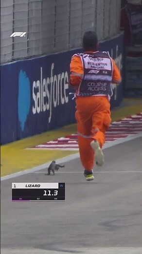 The Fastest Lizard In The World! 😂🦎