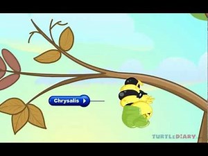 The Butterfly Life Cycle *INCREDIBLE* Science for Kids!